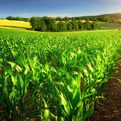 Agriculture